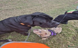 Mixed Breed dogs for sale: DDB x Cane Corso  - Image 2