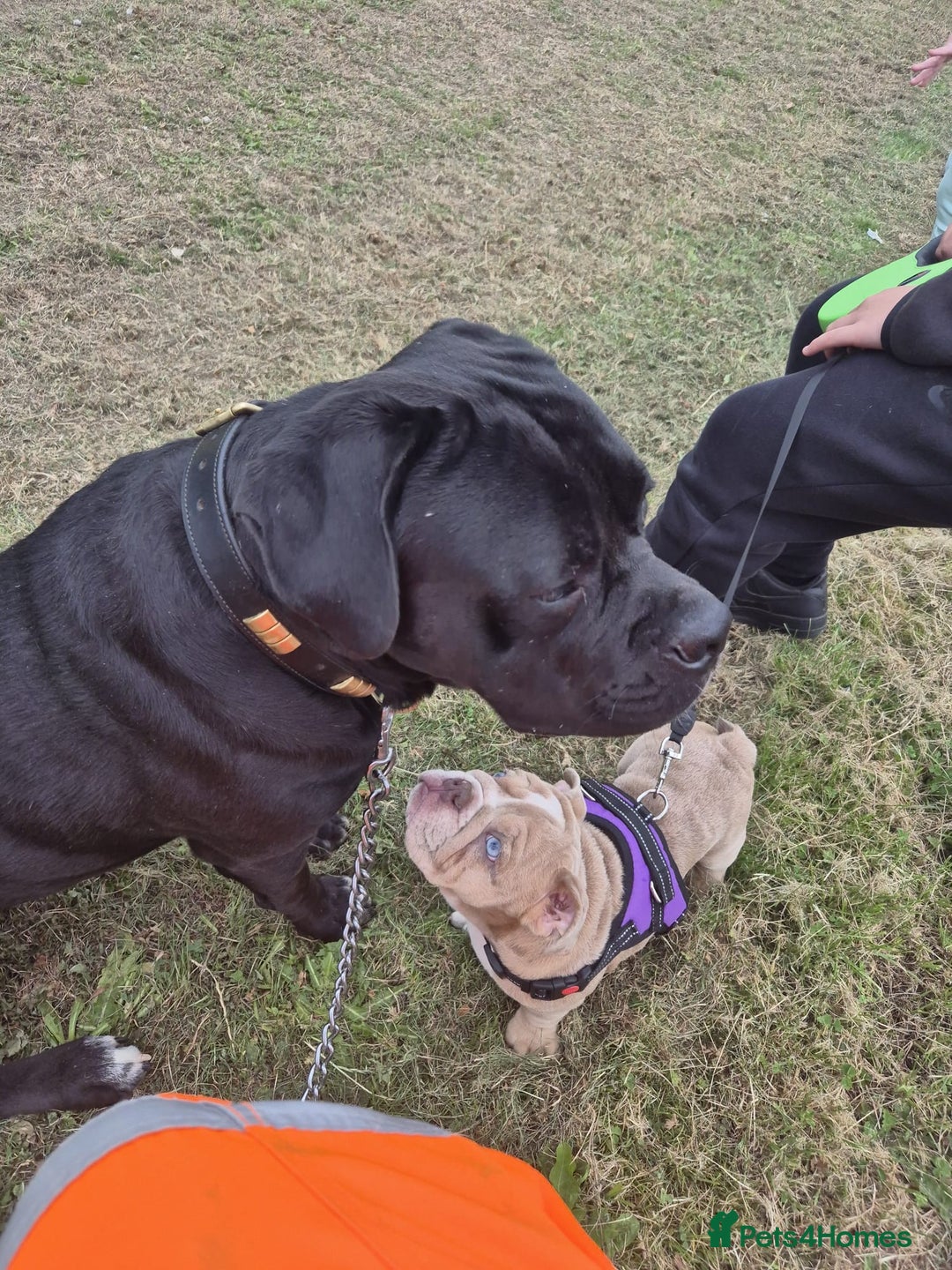 Mixed Breed dogs for sale: DDB x Cane Corso  - Image 2