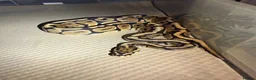 Python Snake reptiles for sale: Ball python collection  in Crewe - Advert 11