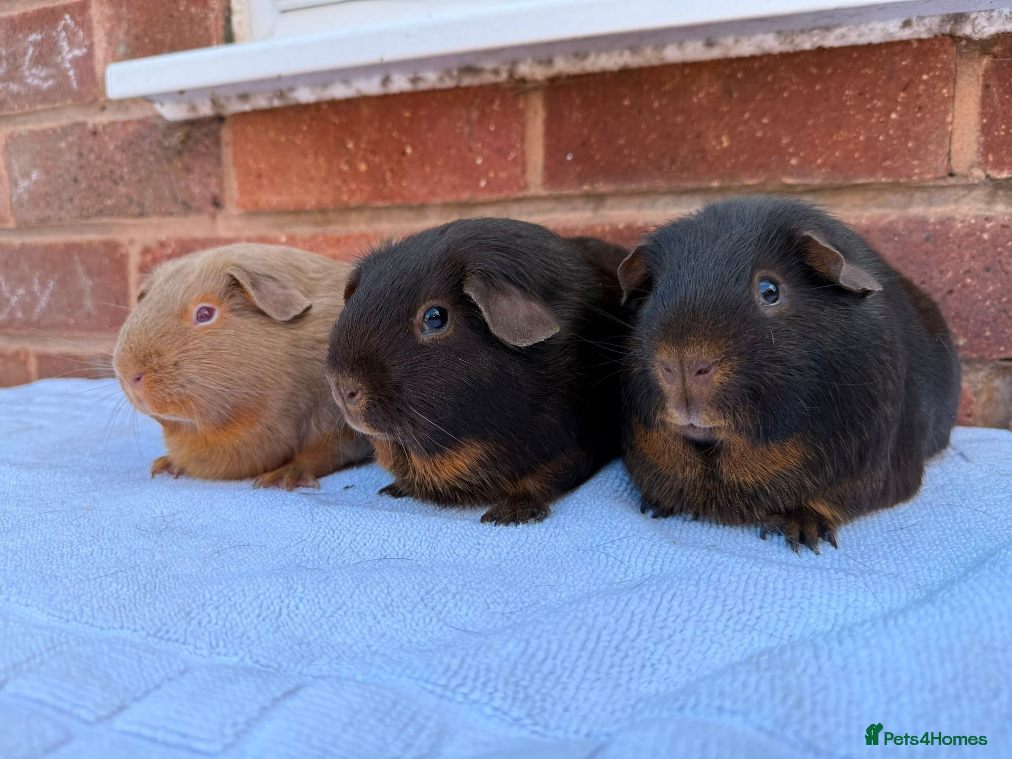 Guinea Pig rodents Guinea pigs for sale - Advert 1