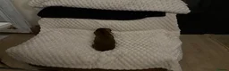Miniature Dachshund dogs for sale: Mini Dachshund sausage dog - Advert 5