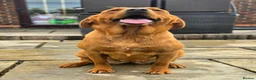 Labrador Retriever dogs for sale: 1 BEAUTIFUL FOX RED KC GIRL  - Advert 13