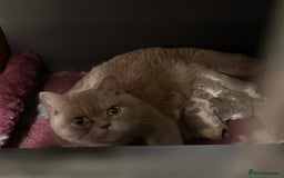 British Shorthair cats for sale: 💗 Gorgeous Full Pedigree BSH Trusted Breeder 💗 - Advert 36