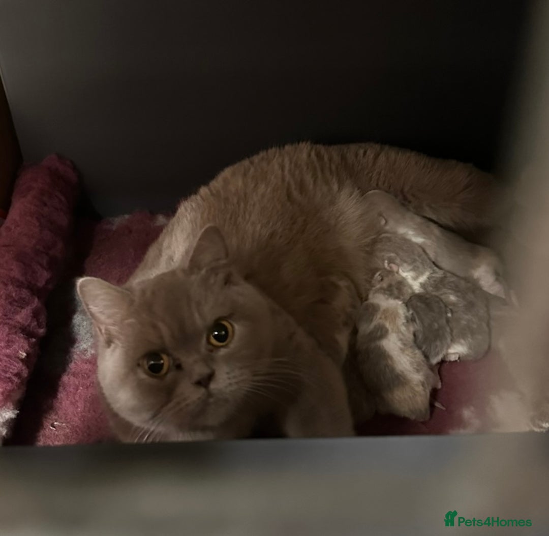 British Shorthair cats for sale: 💗 Gorgeous Full Pedigree BSH Trusted Breeder 💗 - Advert 36