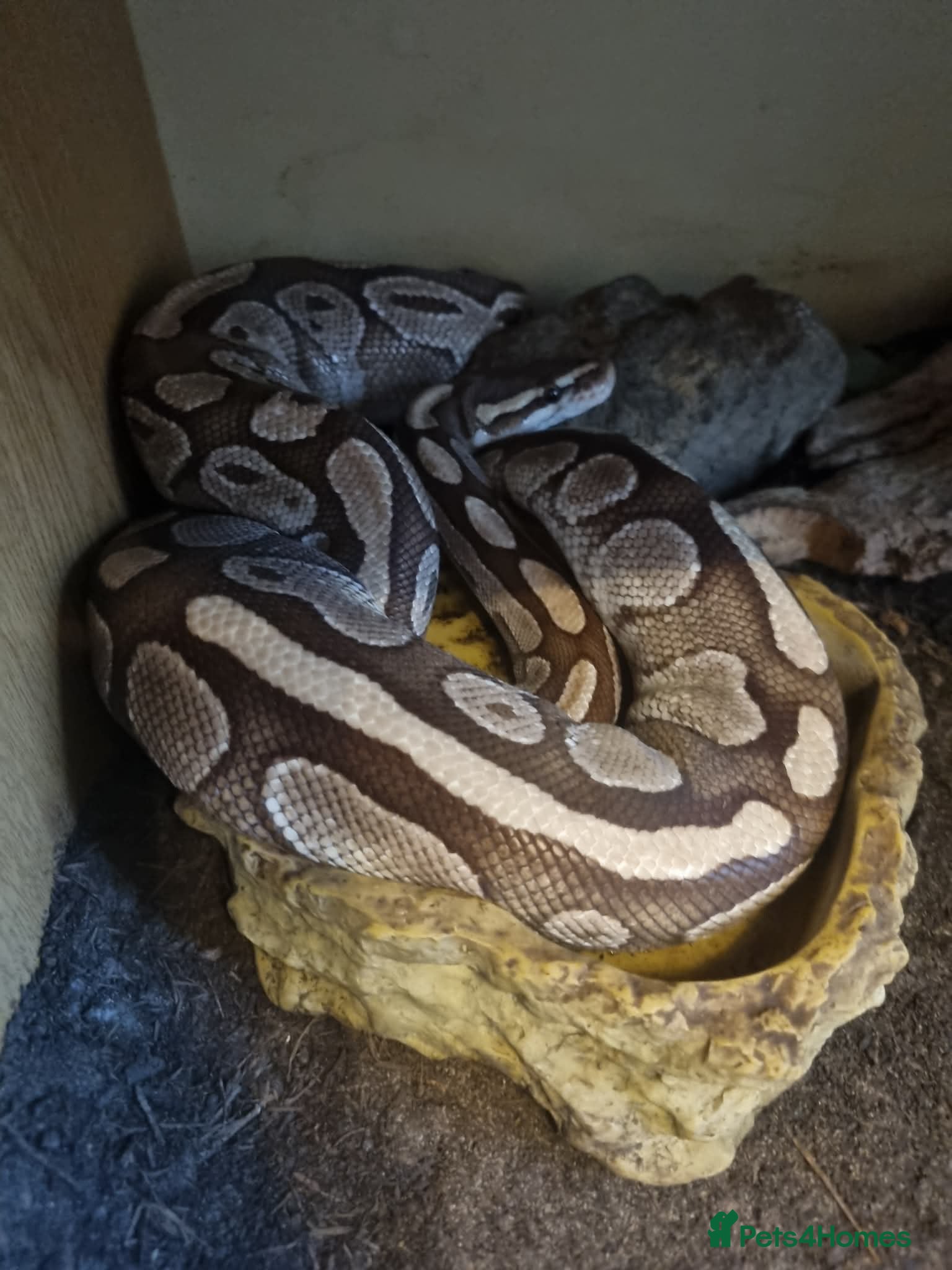 Mixed Breed reptiles Ball pythons and 2 corns for sale with set ups   - Advert 5