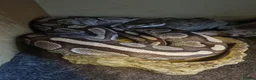 Mixed Breed reptiles for sale: Ball pythons boas and corns for sale  in Malvern - Advert 3