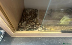 Rat rodents for sale: Ball python - Image 2