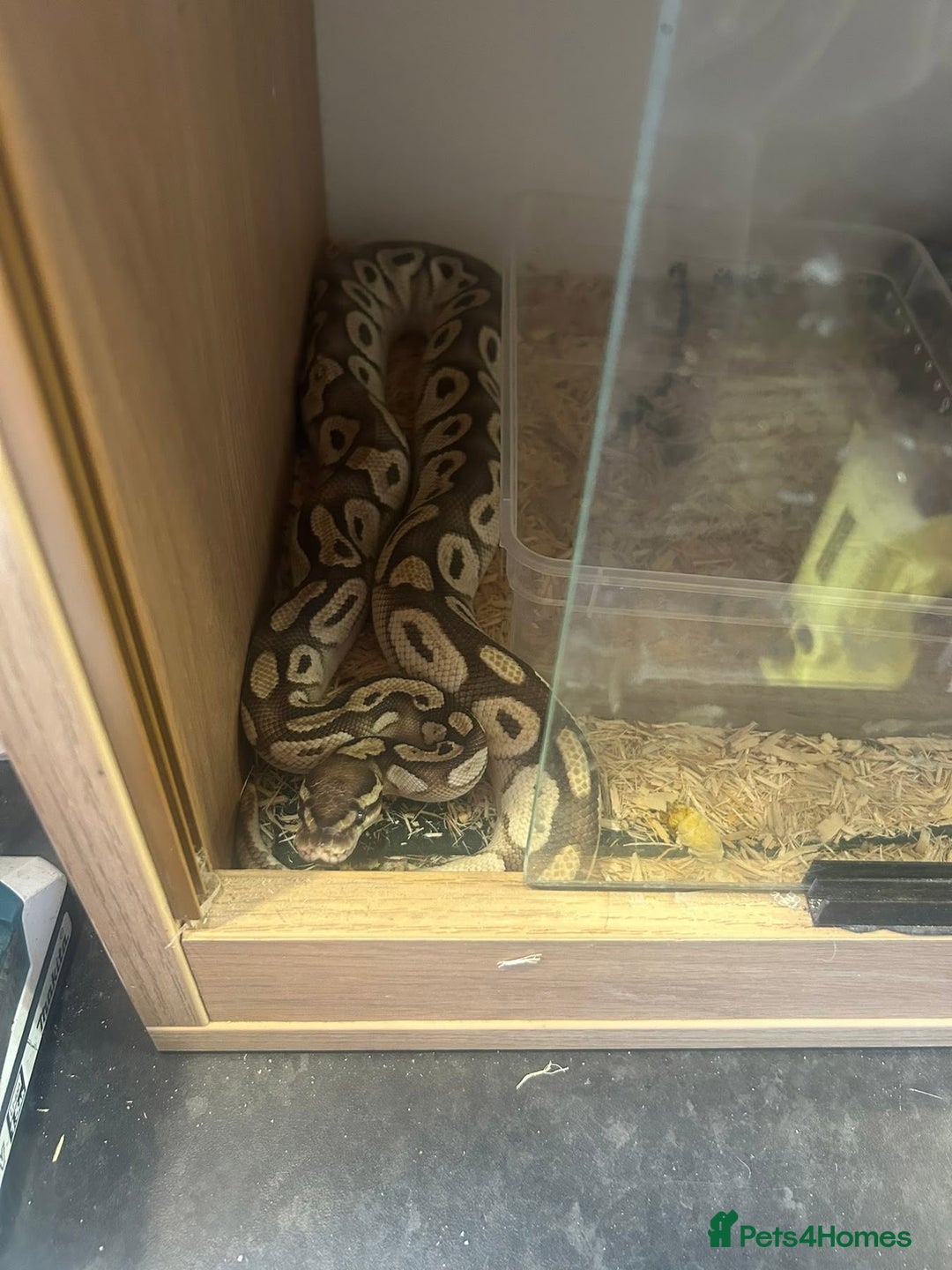 Rat rodents for sale: Ball python - Image 2