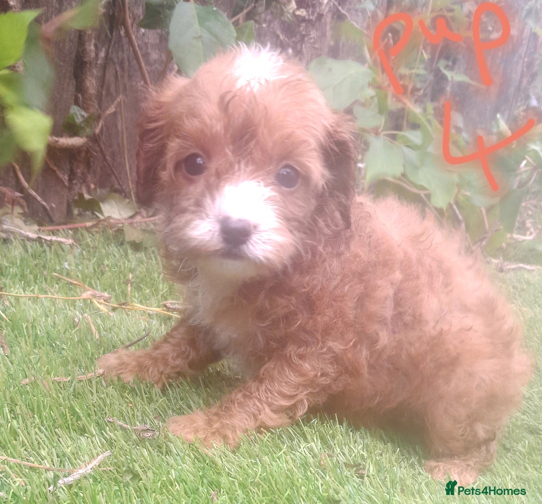 Cavapoo dogs for sale: Cavapoos pups amazing coulers  - Image 15