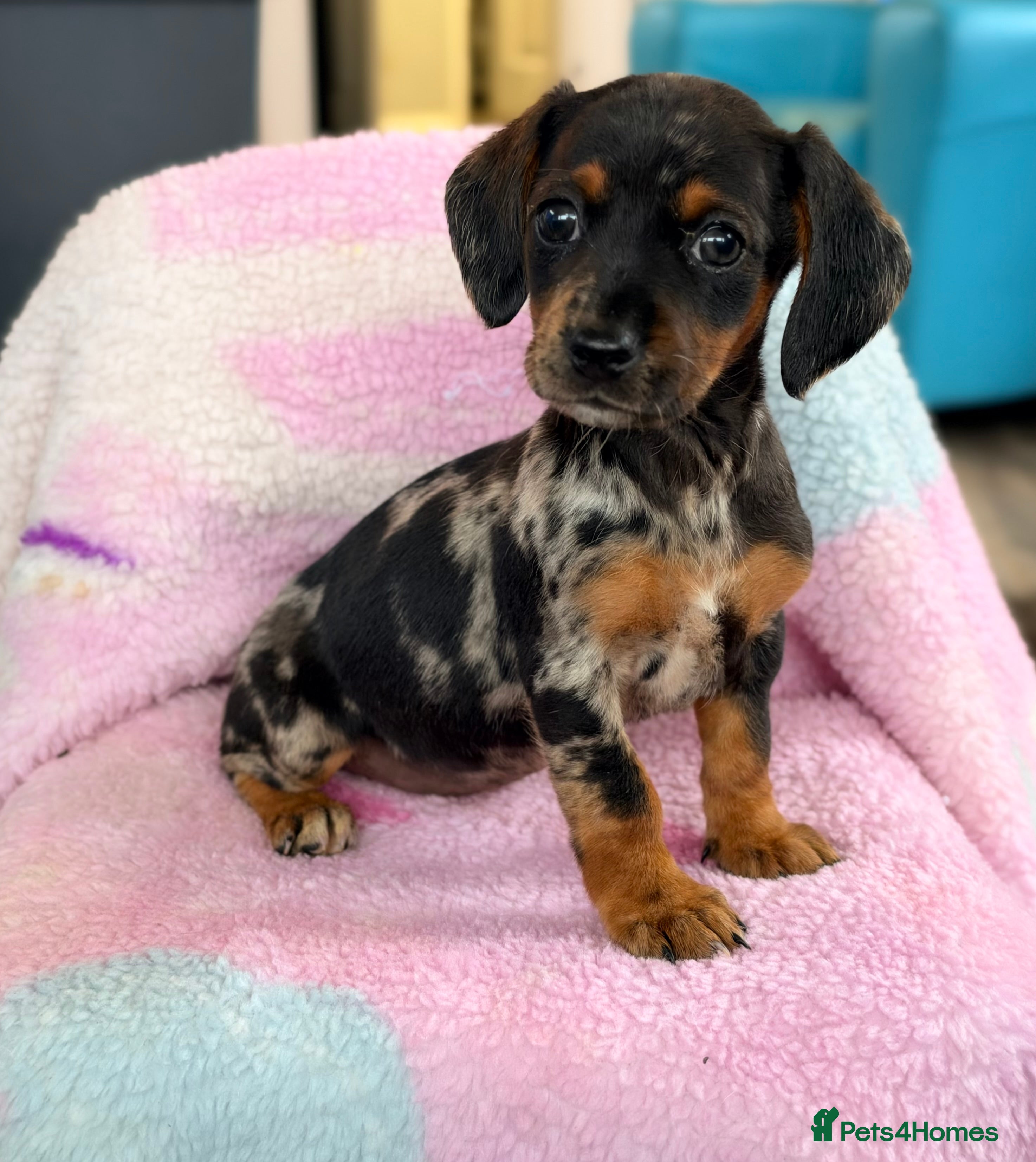 Mixed Breed dogs for sale: My beautiful Jack Russell X dachshund pups.  - Advert 2
