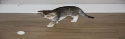 Mixed Breed cats for sale: Gorgeous tabby & white female kitten -Swindon - Advert 4