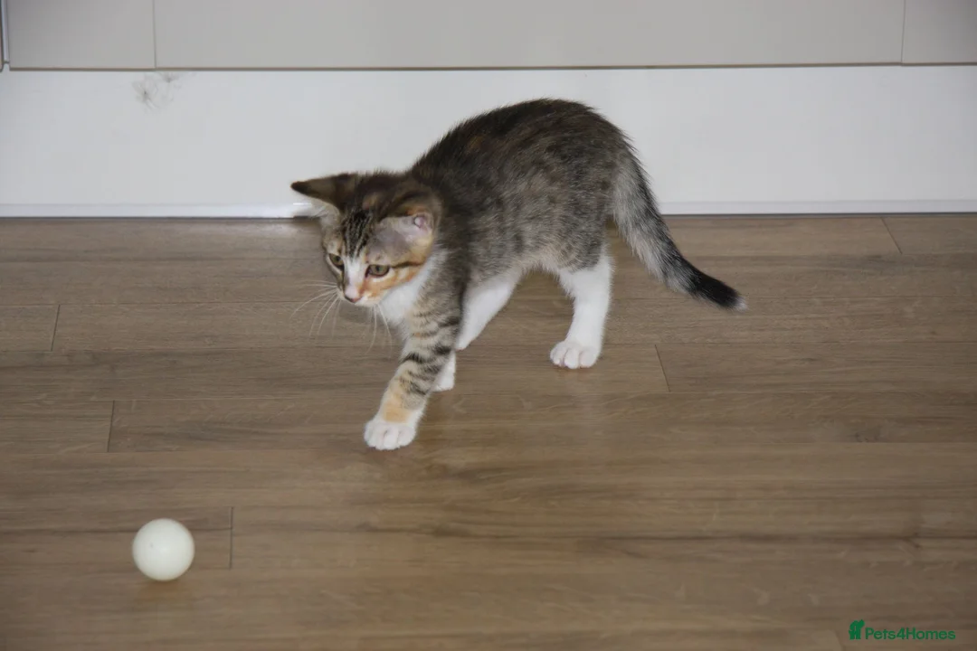 Mixed Breed cats for sale: Gorgeous tabby & white female kitten -Swindon - Advert 4