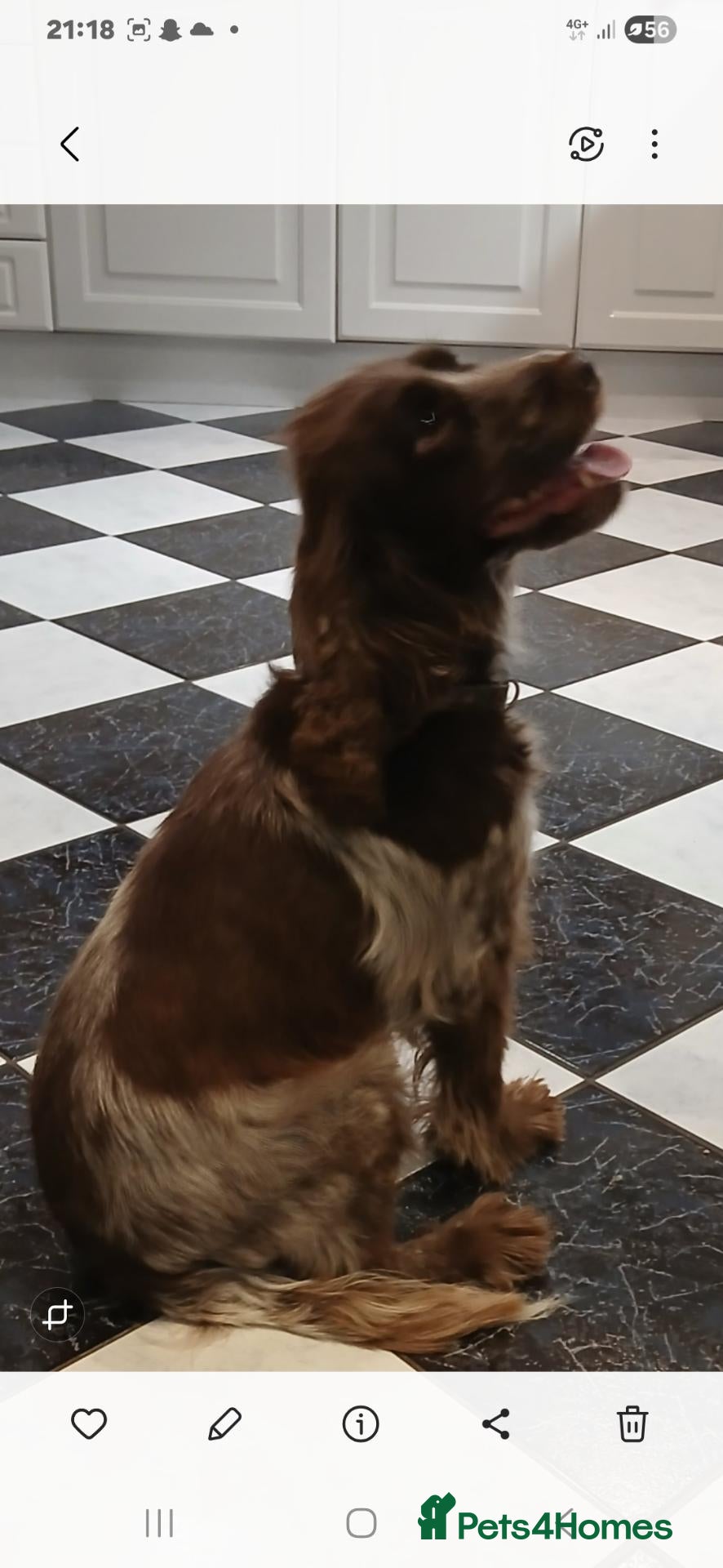 American Cocker Spaniel dogs Stunning litter of 6 cocker spaniel puppies  - Advert 2