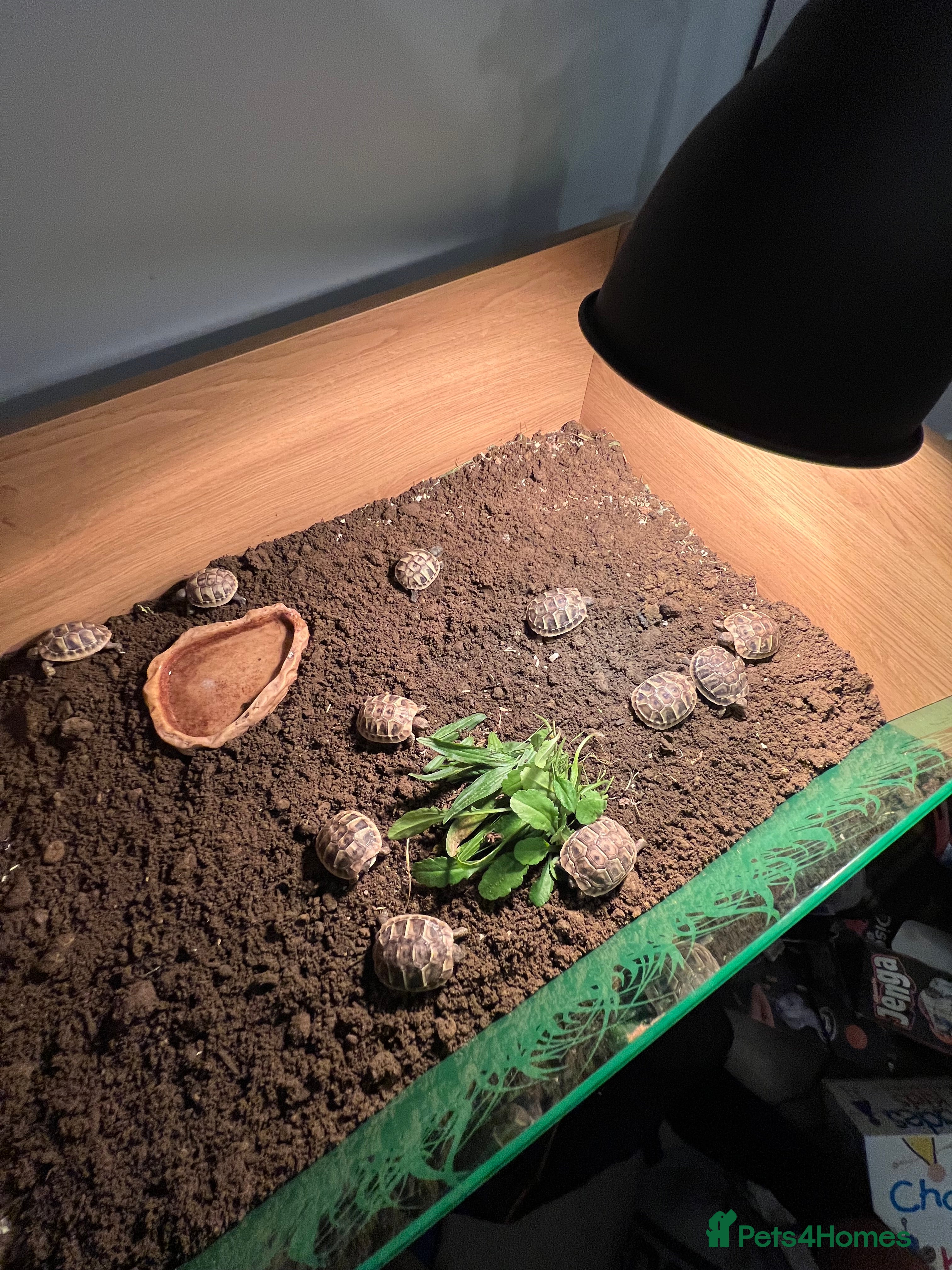 Hermann Tortoise reptiles Hermann tortoise hatchlings for sale. - Advert 5