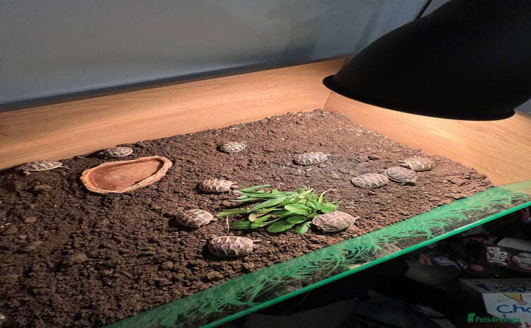 Hermann Tortoise reptiles - Advert 1