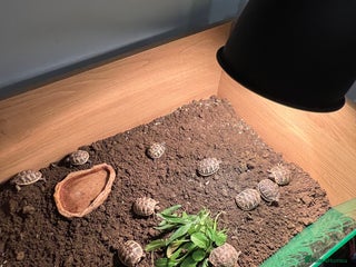 Hermann Tortoise reptiles - Advert 1