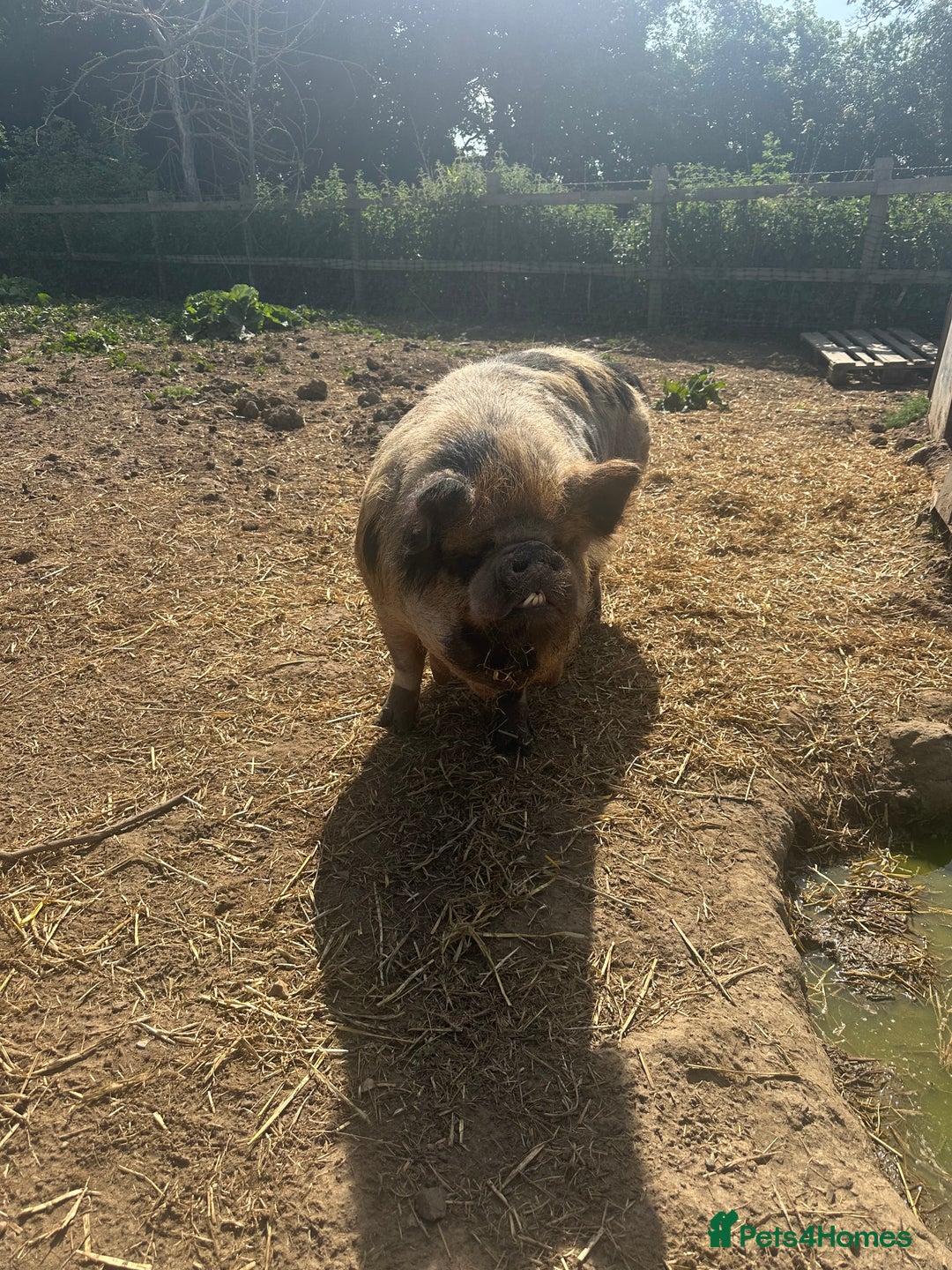 Pig livestock for sale: Kune kune pigs free to good home - Advert 3