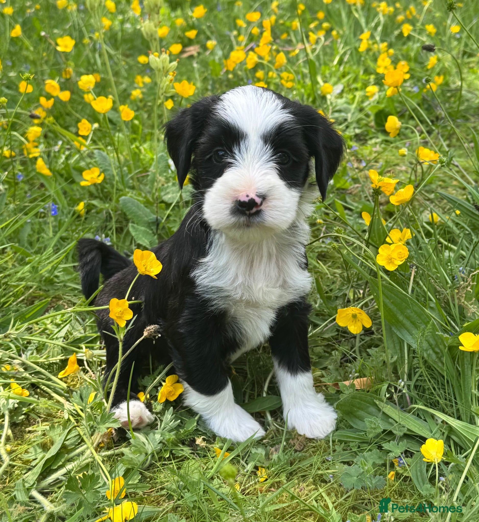 Tibetan Terrier dogs Stunning KC Reg Tibetan terrier puppies - Advert 2