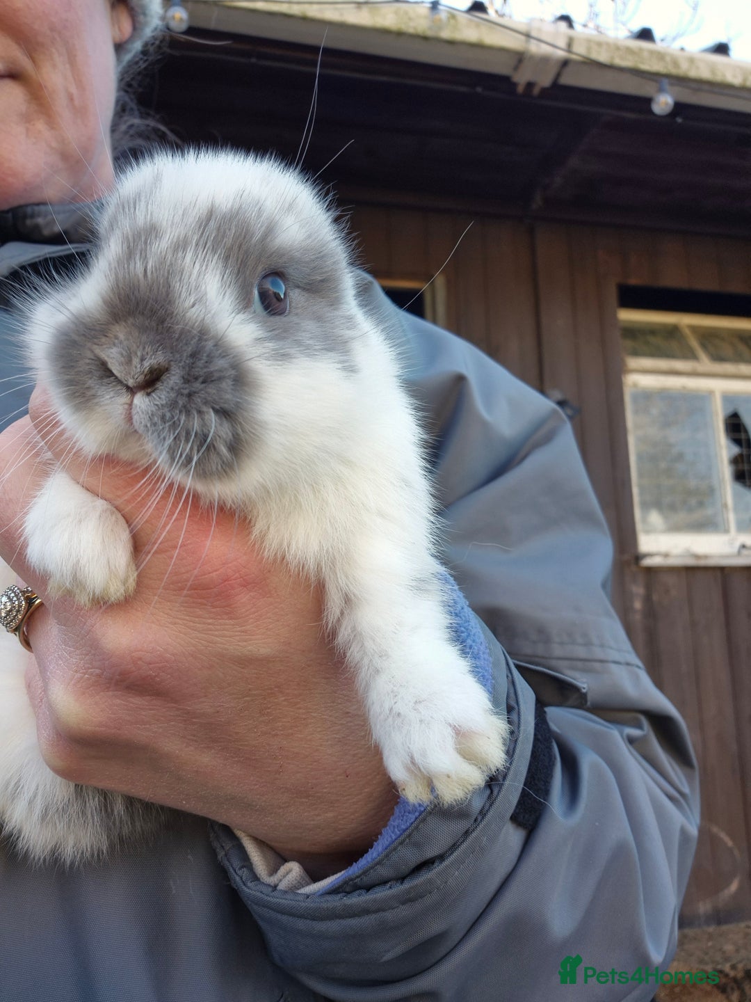 Mini Lop rabbits for sale: Gorgeous Mini Lop X Rex Kits  - Advert 12