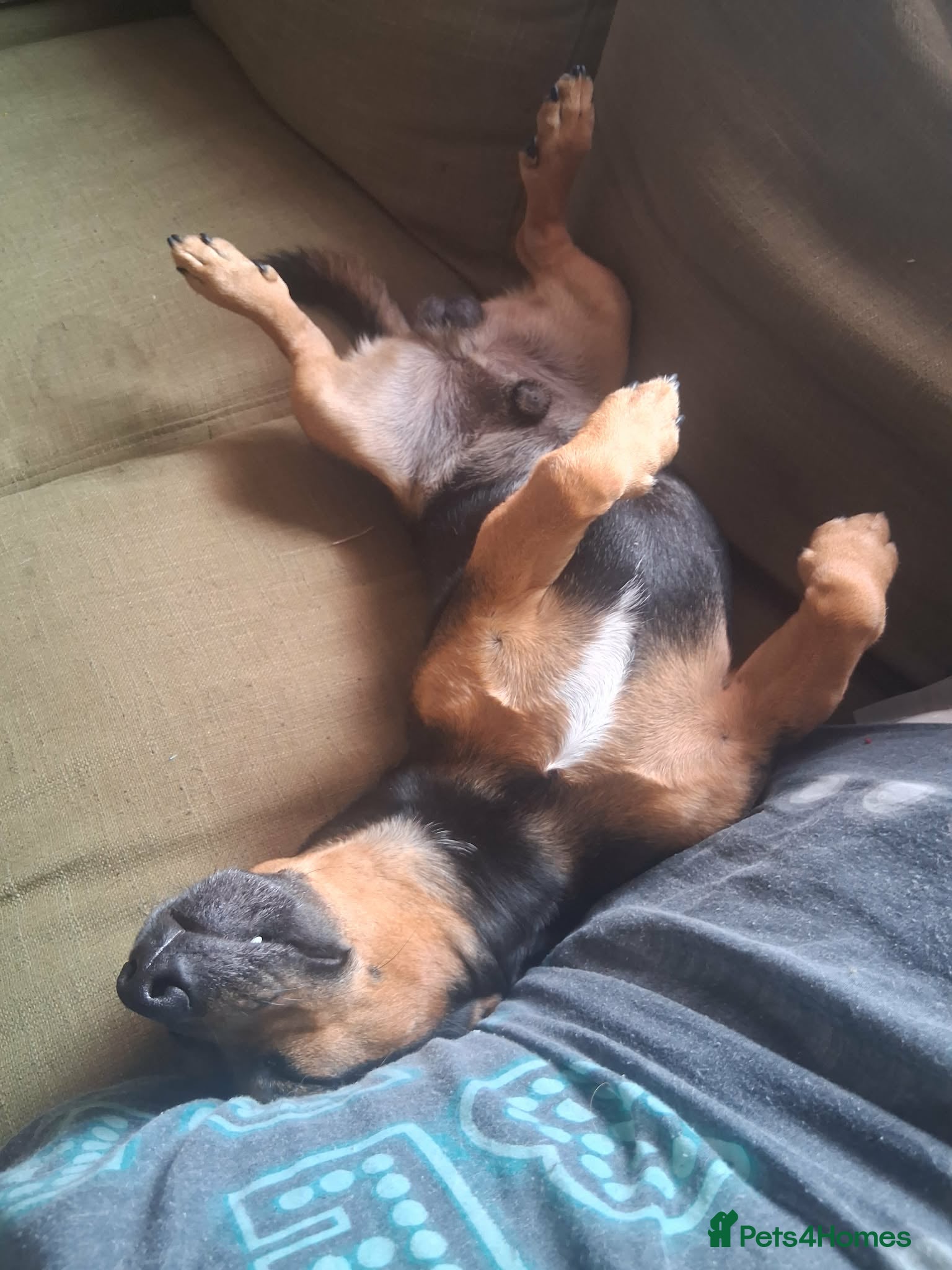 Jack Russell dogs Denzel the Jack Russell. .. new to the studd world - Advert 1