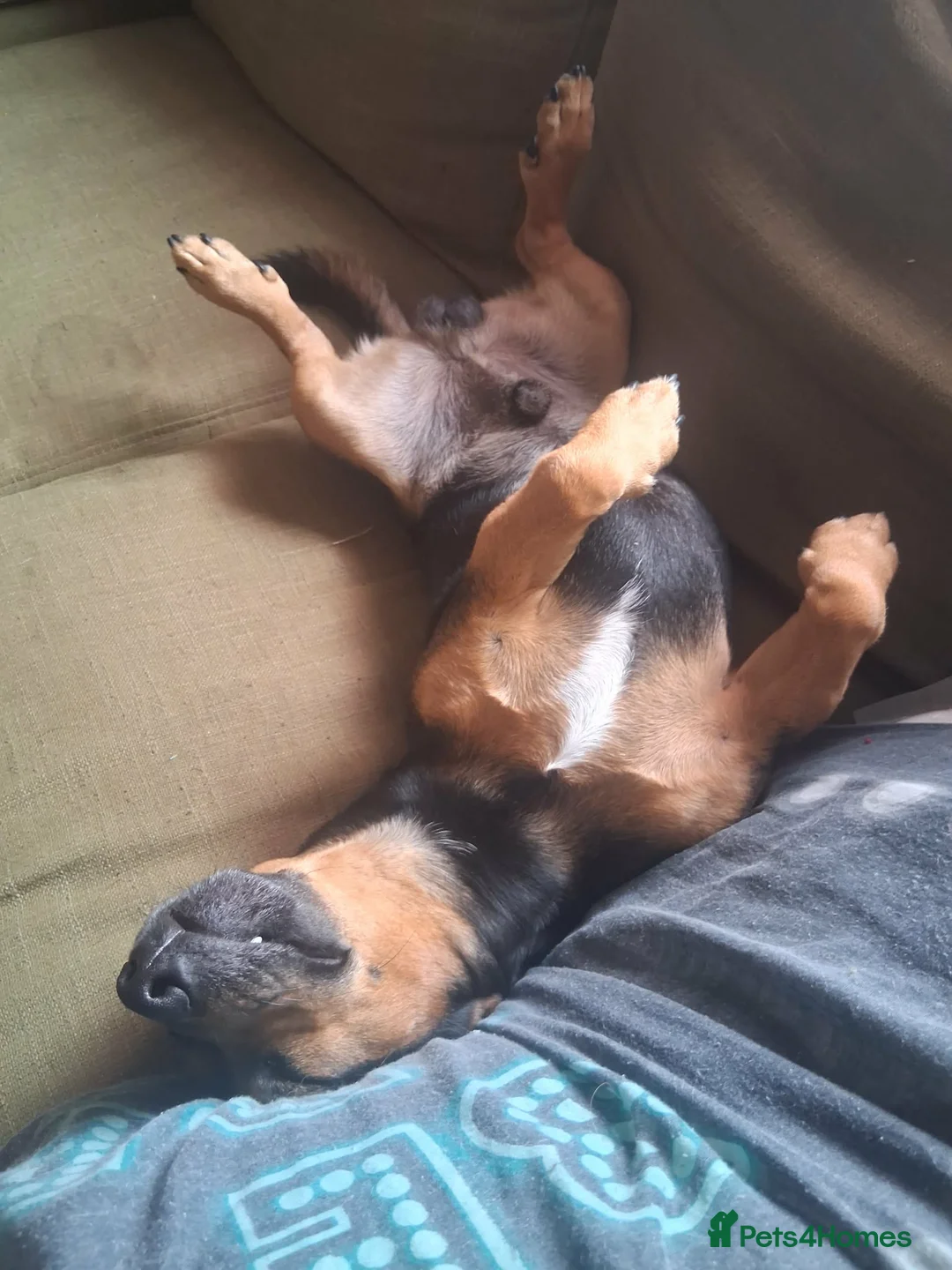Jack Russell dogs for stud: Denzel the Jack Russell. .. new to the studd world in Chester - Advert 1