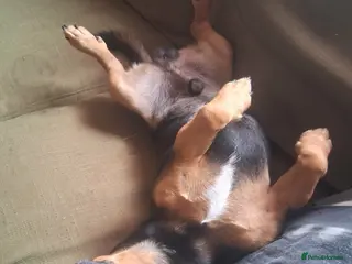 Jack Russell dogs Denzel the Jack Russell. .. new to the studd world - Advert 1