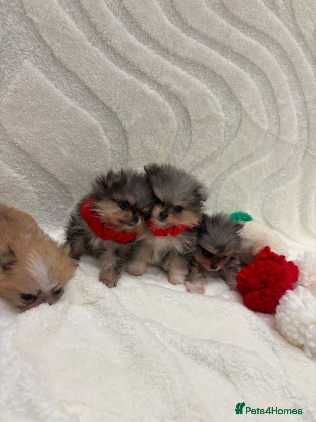 Chow Chow dogs for sale: RUSSIAN MERLE POMERANIAN PUPS - Advert 1