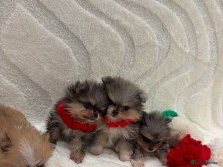 Chow Chow dogs RUSSIAN MERLE POMERANIAN PUPS - Advert 8