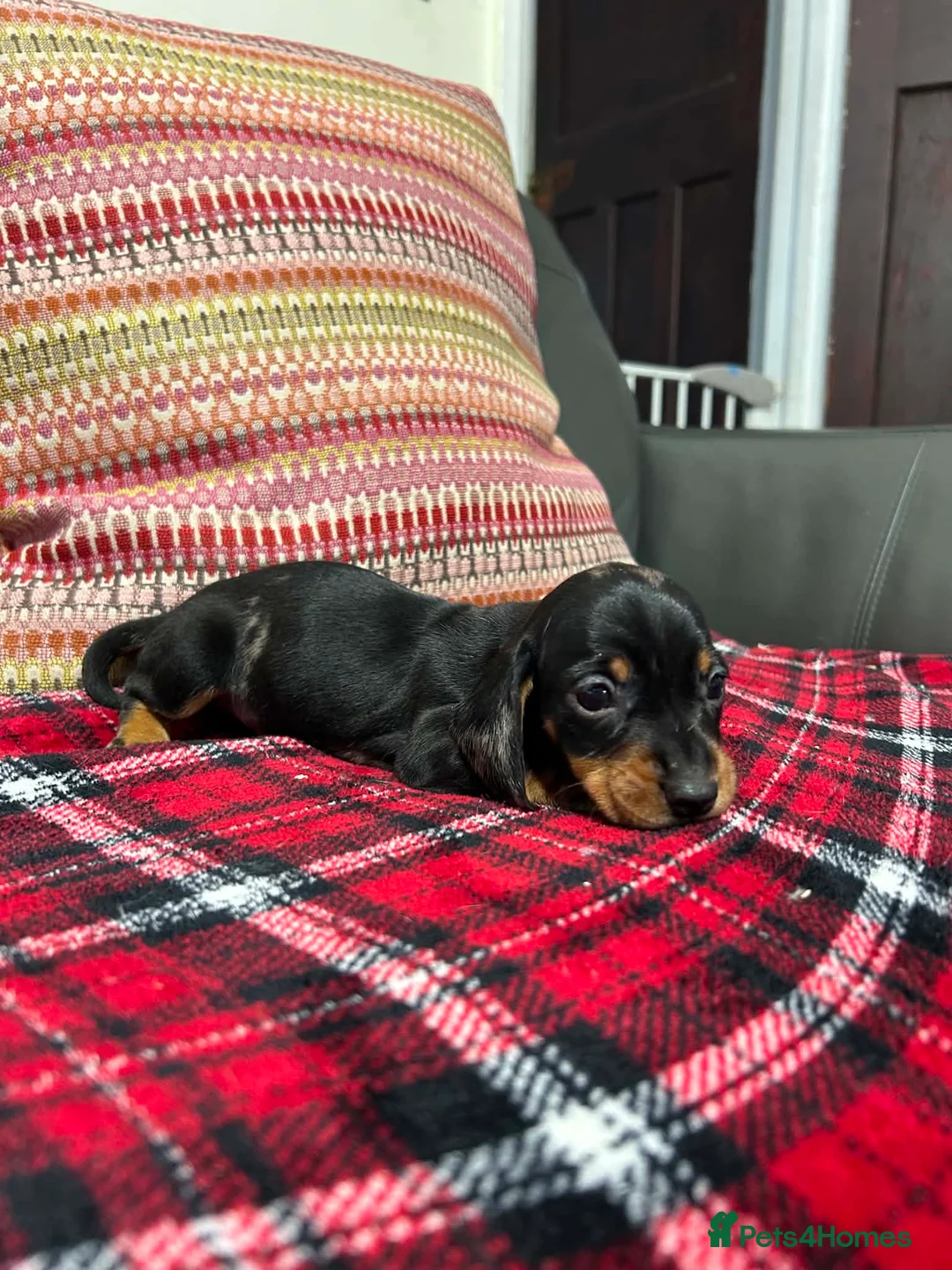Miniature Dachshund dogs for sale: Miniature dachshund puppies for sale  - Advert 7