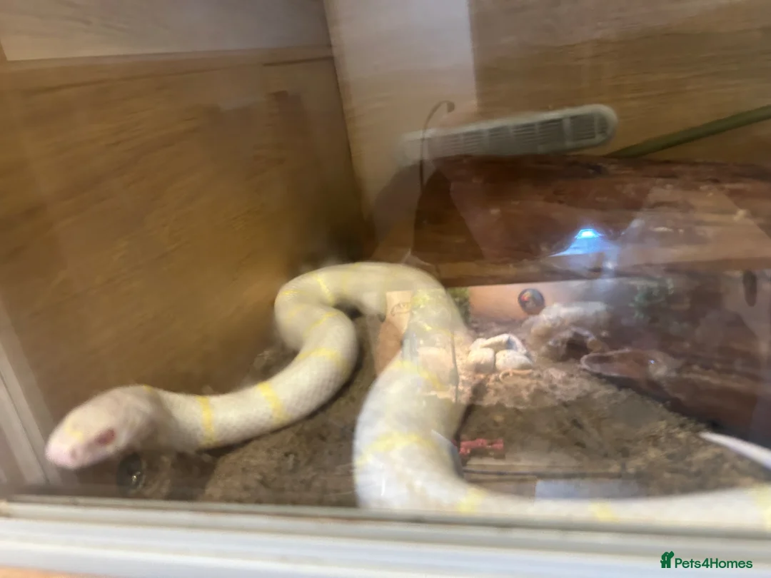 Mixed Breed reptiles for sale: Multiple reptiles for rehome  - Advert 6