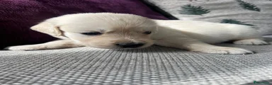 Golden Retriever 4