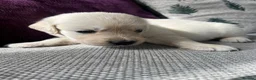 Golden Retriever dogs for sale: KC REG Extensively Health tested cream/gold pups - Advert 14