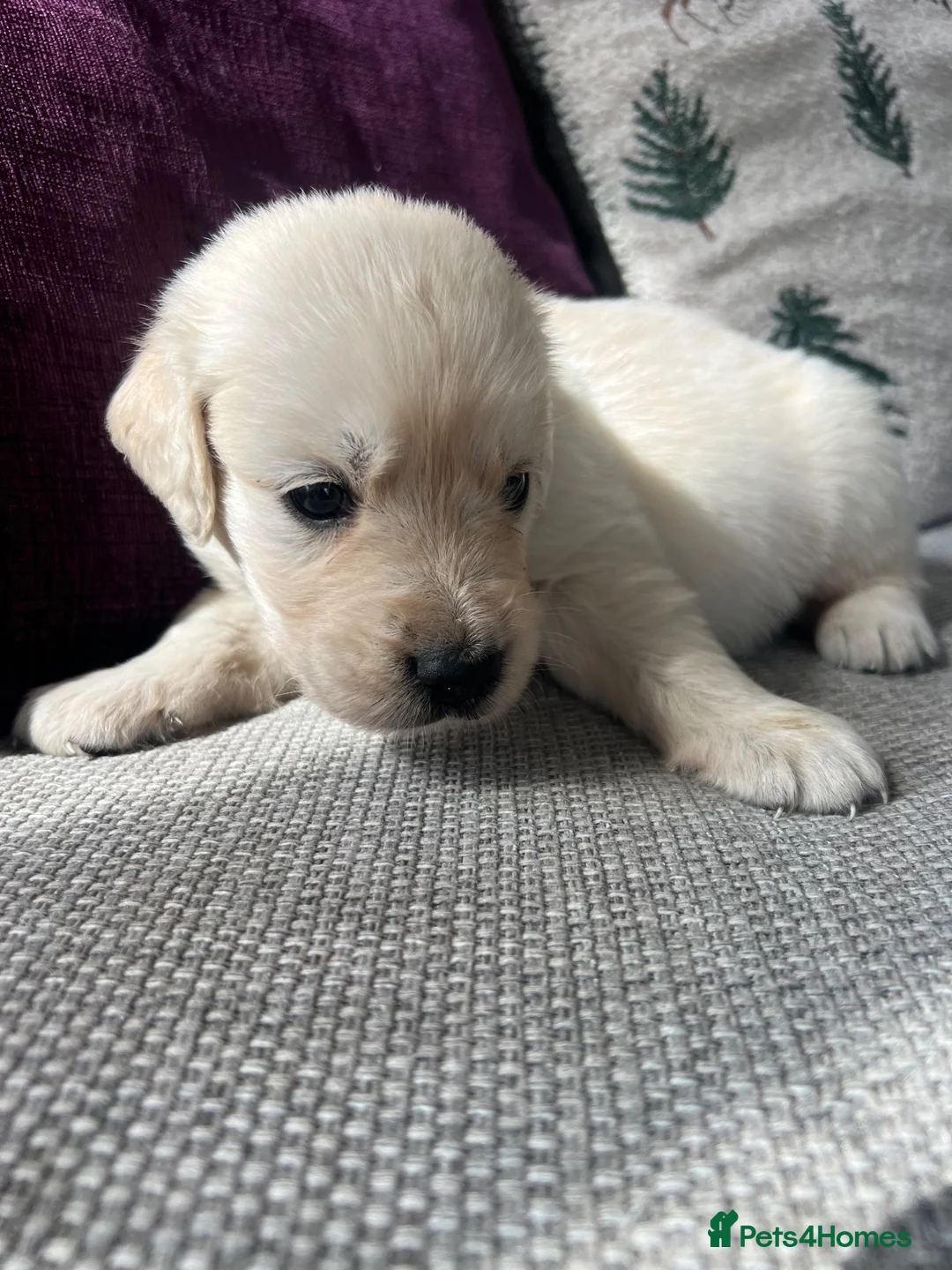 Golden Retriever dogs for sale: KC REG Extensively Health tested cream/gold pups - Advert 14
