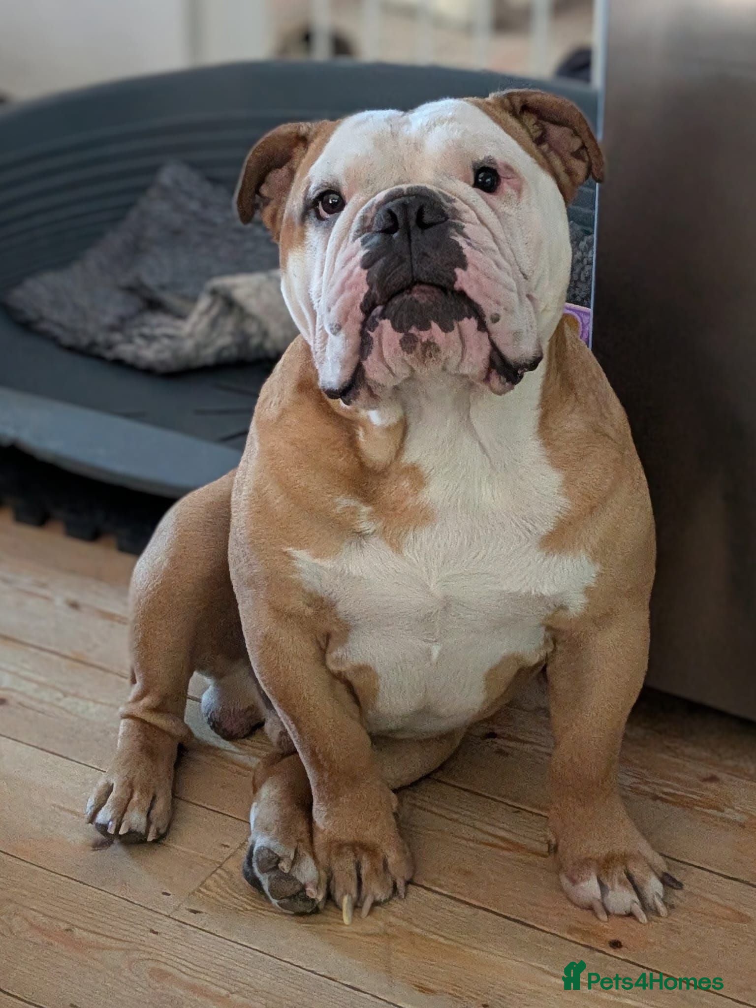 English Bulldog dogs 👑 KING: The Right Male for Your Bulldog Litter - Advert 12