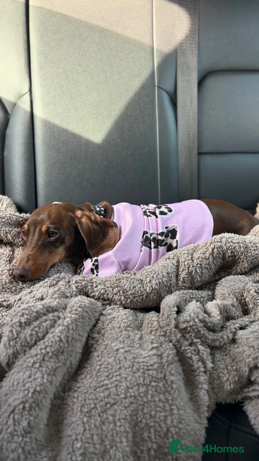 Miniature Dachshund dogs for sale: Miniature dachshund puppies  - Advert 3