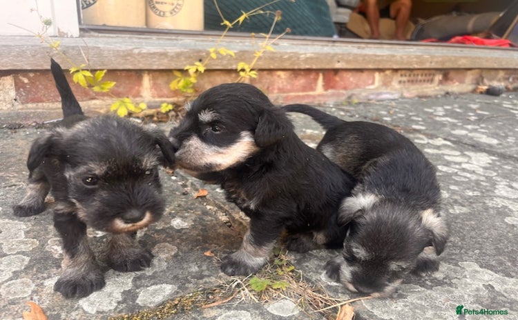 Miniature Schnauzer dogs - Advert 4