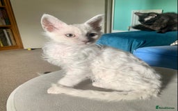 LaPerm cats for sale: Cuddly Curly LaPerm Kittens - Advert 5