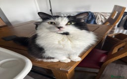 Ragdoll cats for sale: Teddy - Image 1