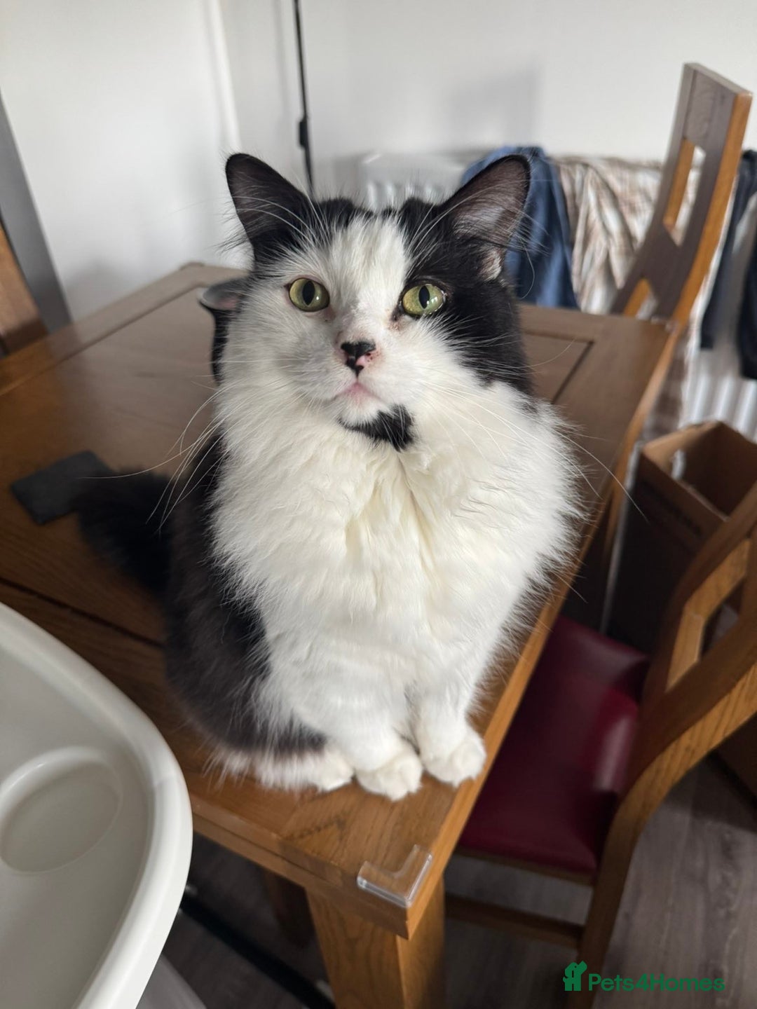 Ragdoll cats for sale: Teddy - Image 1