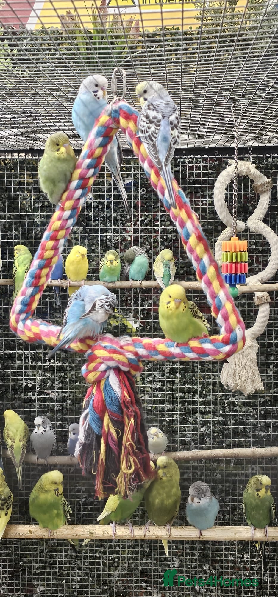 Budgerigars birds stunning beautiful budgies available  - Advert 10