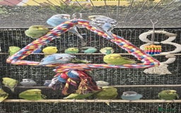 Budgerigars birds for sale: stunning beautiful budgies available  - Image 1