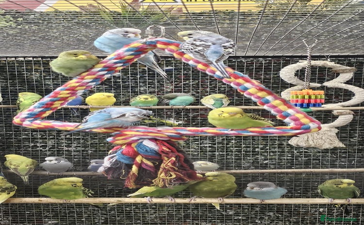 Budgerigars birds - Advert 1