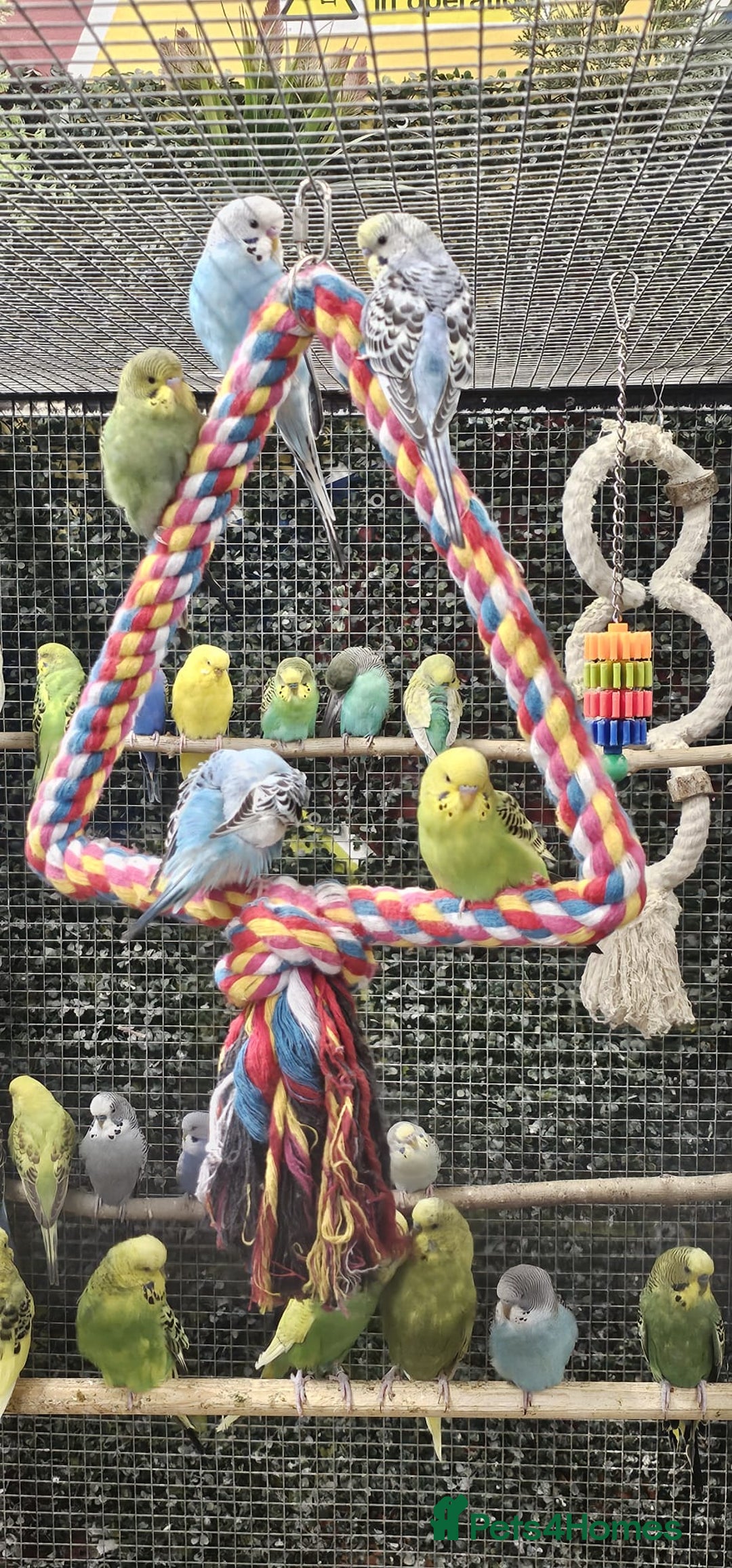 Budgerigars birds for sale: stunning beautiful budgies available  - Image 1