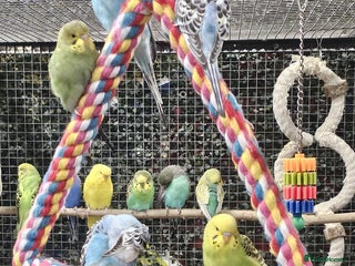 Budgerigars birds for sale - Advert 1