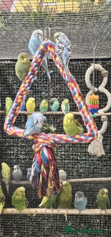 Budgerigars birds - Advert 1