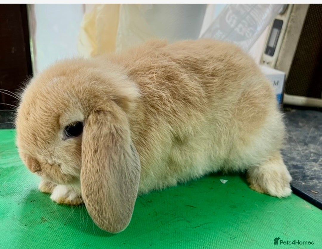 Mini Lop rabbits for sale: Mini Lops for sale READY NOW - Advert 12