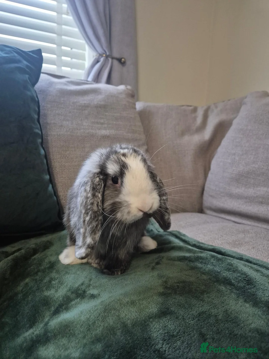 Mini Lion Lop rabbits for sale: Mini lop male  - Advert 7
