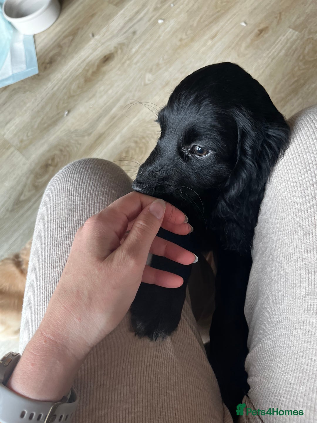 Cocker Spaniel dogs for sale: Gorgeous KC Working Cocker Spaniel Puppy Available - Image 23