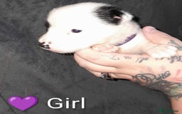 Mixed Breed dogs for sale: American Bulldog x Siberian Husky - Image 4