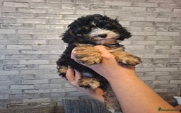 Cavapoo dogs for sale: Beautiful f1b Cavapoo puppies  - Image 8